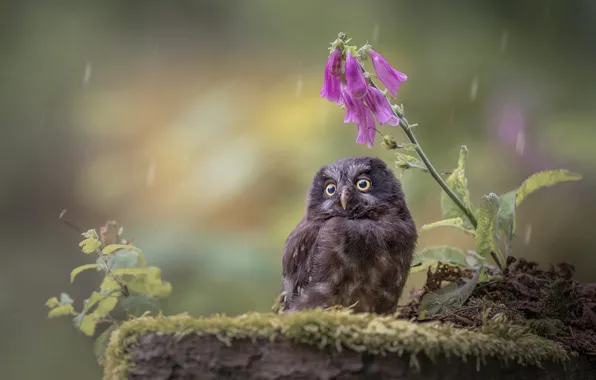 Flowers, nature, rain, bird, moss, Chicks, owlet