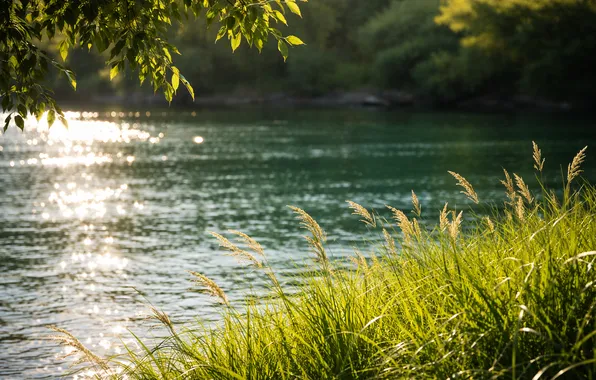 Picture trees, shore, river