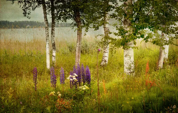 Picture grass, trees, flowers, river, texture, canvas