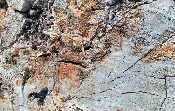 Slice of wood, naturalism, cross-section of a tree, wood texture