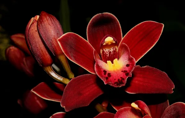 Flower, macro, buds, Orchid