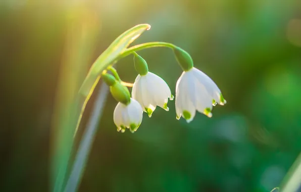 Light, flowers, spring, snowdrops, white, trio, green background, bokeh