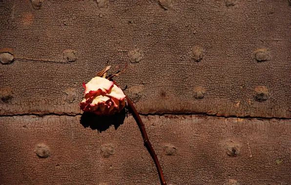 Picture rose, Withered, dried flower