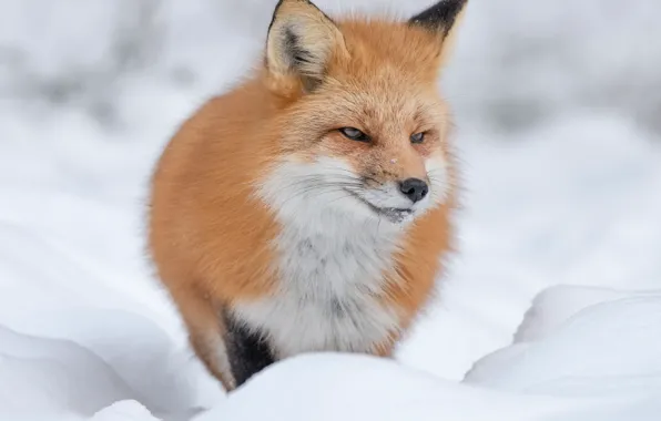 Winter, look, face, snow, nature, portrait, Fox, the snow