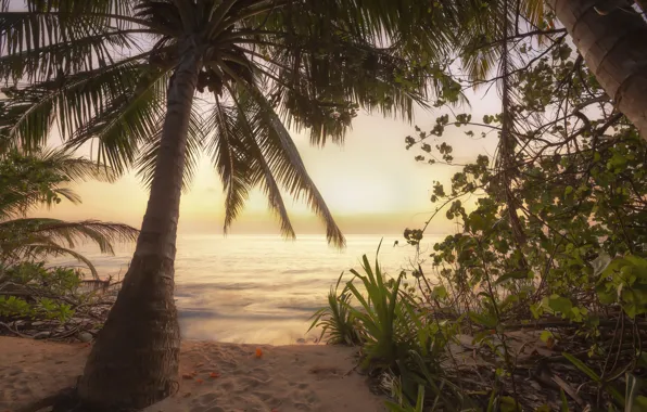 Picture beach, landscape, nature, the ocean, dawn, morning, The Maldives, Andrew Chabrov