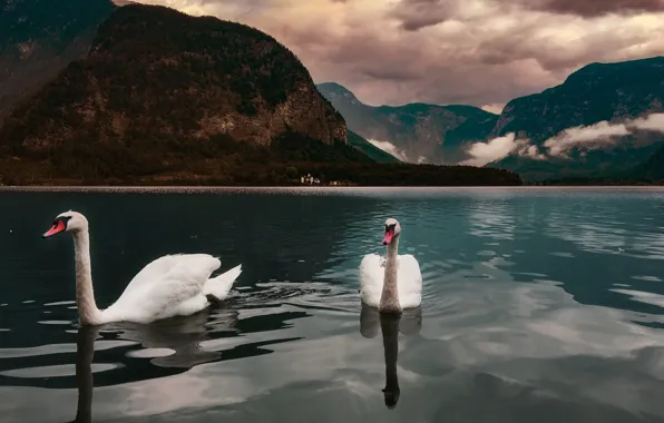Picture the sky, landscape, mountains, birds, clouds, nature, lake, Austria