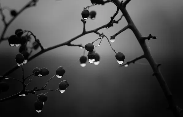 Picture drops, branches, rain