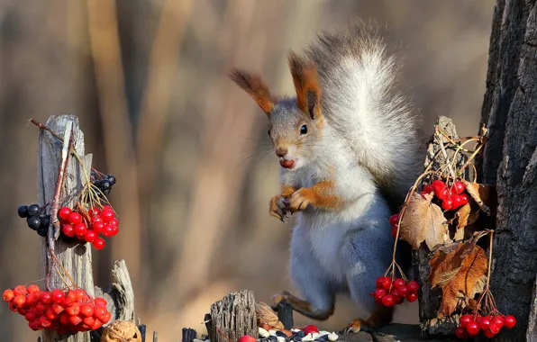 Nature, pose, berries, background, tree, protein, muzzle, nuts