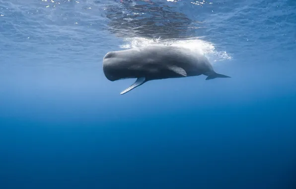 Picture animal, wild, Cachalot, sperm whale