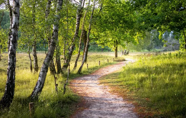 Road, summer, birch