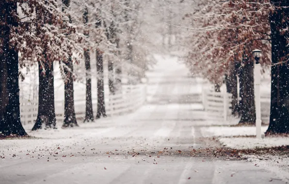 Winter, road, leaves, snow