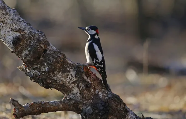 Picture tree, bird, beak, woodpecker