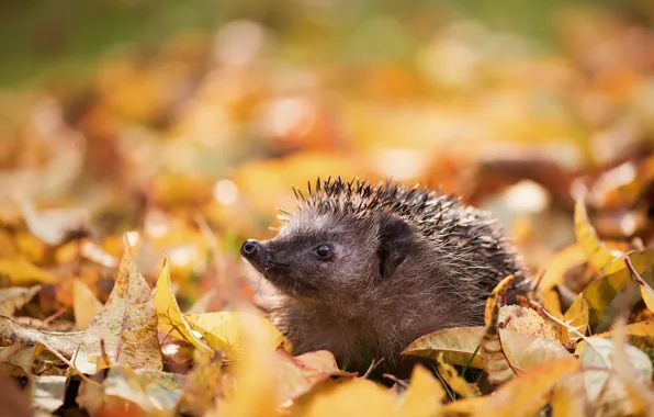 Autumn, nature, hedgehog