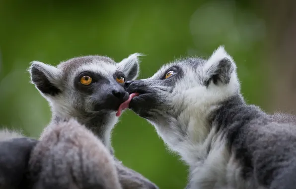 Picture love, lemurs, a couple, A ring-tailed lemur, Katta