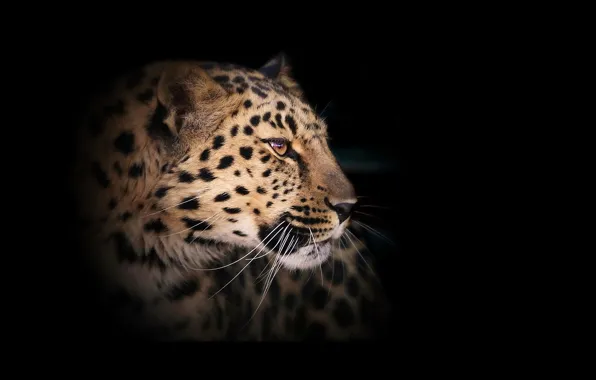 Picture leopard, wild cat, the dark background