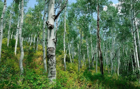 Forest, The bushes, Birch