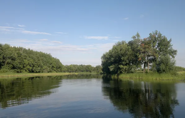 Forest, river, on the river, summer day
