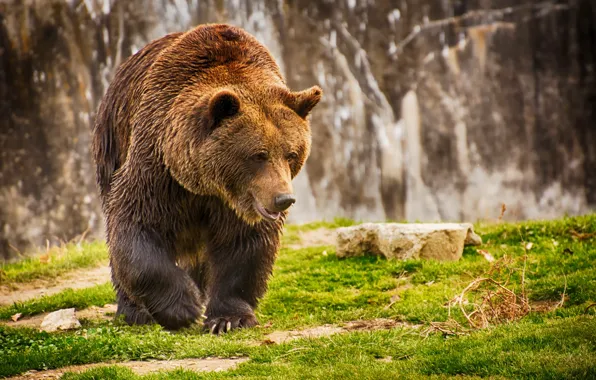 Nature, background, bear