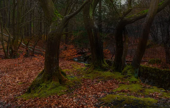 Forest, fallen leaves, old trees, Nikolov Andriyan