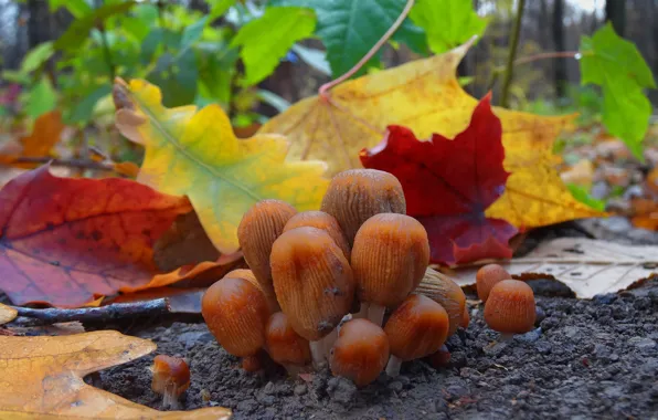 Autumn, leaves, nature, mushrooms