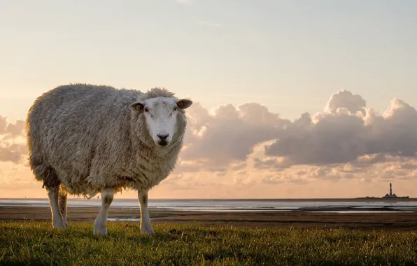 Landscape, nature, sheep