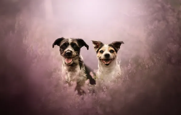Dogs, look, nature, pose, a couple, faces