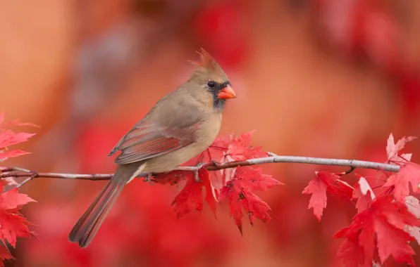 Autumn, leaves, nature, bird, branch, maple, cardinal