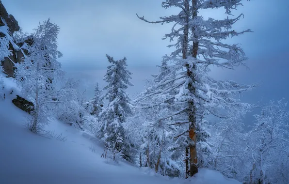 Winter, snow, trees, Russia, Sergey Mezhin