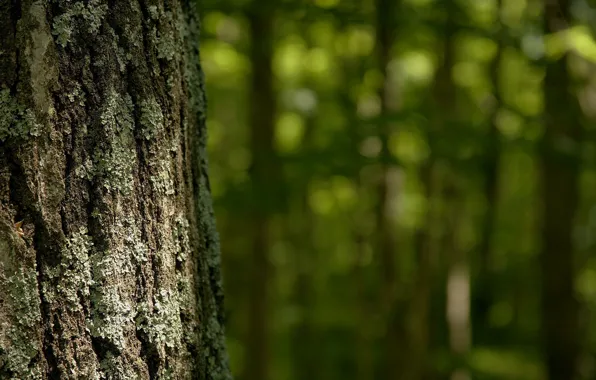 Moss, Trunk, bark, raytest
