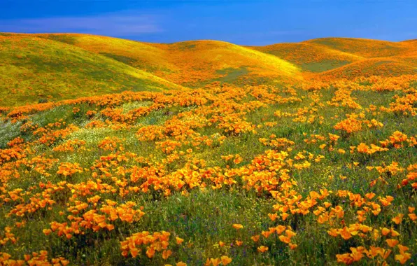 Picture flowers, Maki, USA, reserve, Antelope Valley California Poppy Reserve