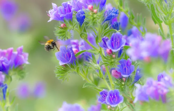 Macro, flowers, bumblebee
