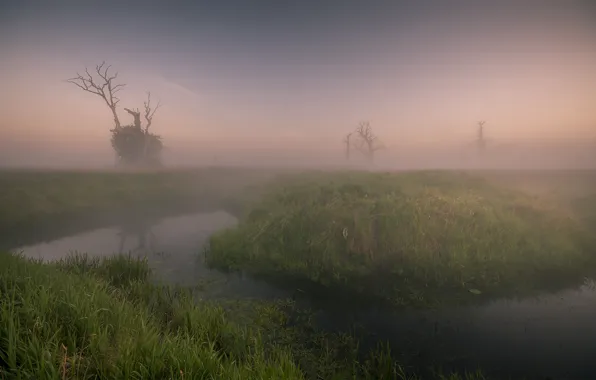 Grass, water, trees, fog, grass, trees, water, fog