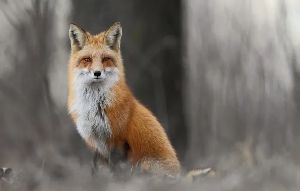 Picture winter, forest, animals, grass, Fox, Fox