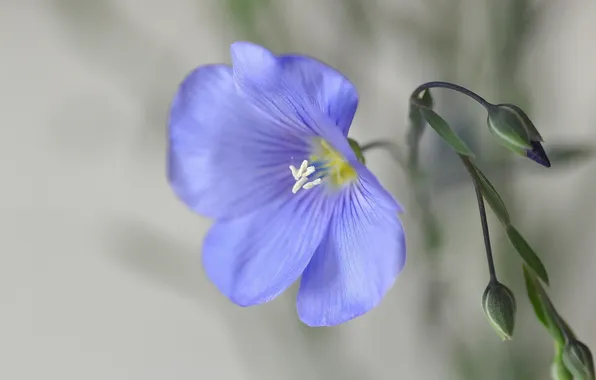 Picture flower, background, blue, len, buds