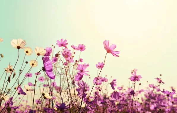 Field, summer, the sun, flowers, summer, pink, field, pink