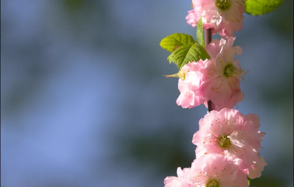 Picture landscape, flowers, different