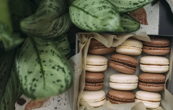 Food, cookies, Box, macaroons, korbka