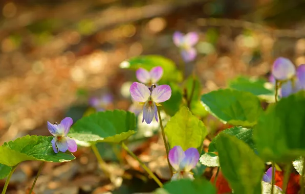 Picture Nature, Spring, Nature, Flowers, Spring, Viola tricolor