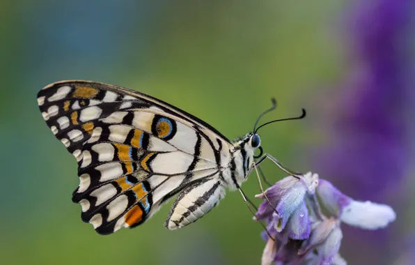 Background, butterfly, antennae, Fleur Walton