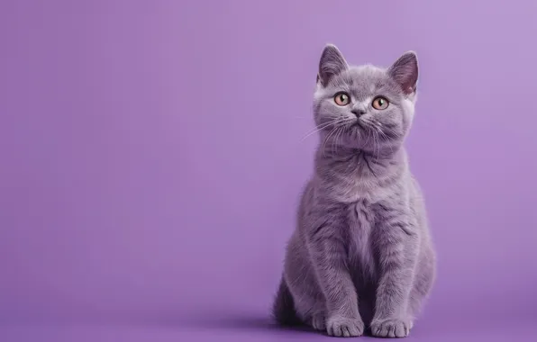 Cat, cat, look, pose, kitty, face, AI art, neural network