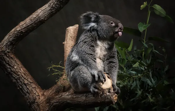 Language, look, leaves, pose, the dark background, tree, bitches, Koala