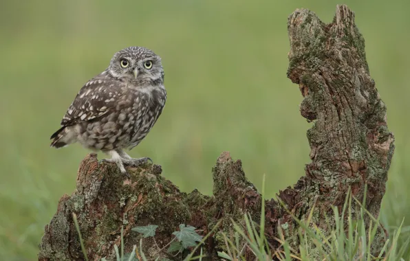 Picture grass, look, owl, bird, snag