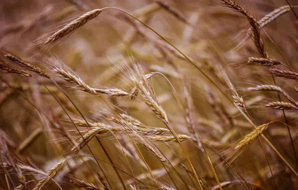 Wheat, field, macro, background, widescreen, Wallpaper, rye, wallpaper