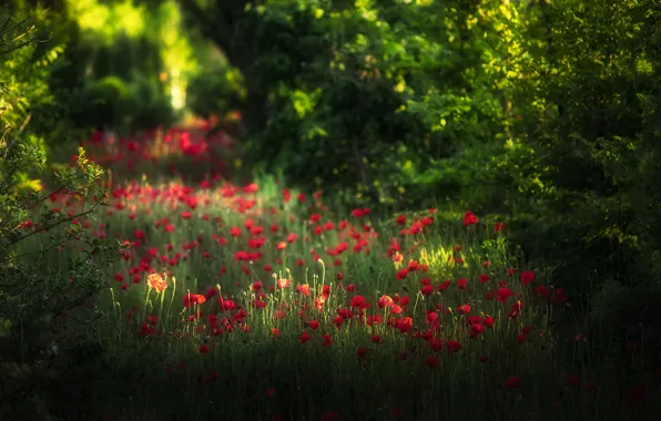 Forest, light, trees, flowers, branches, Park, glade, Maki