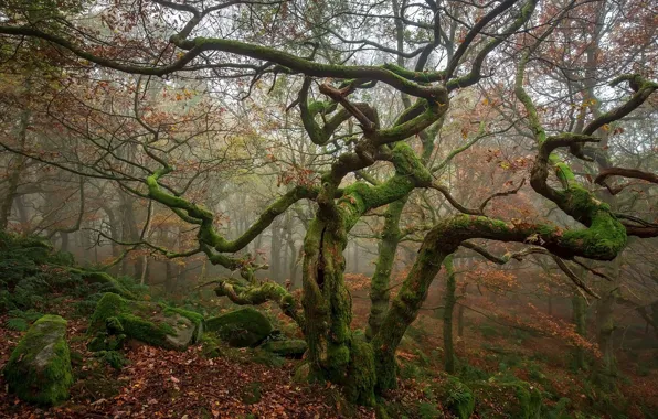 Forest, trees, nature, stones, moss