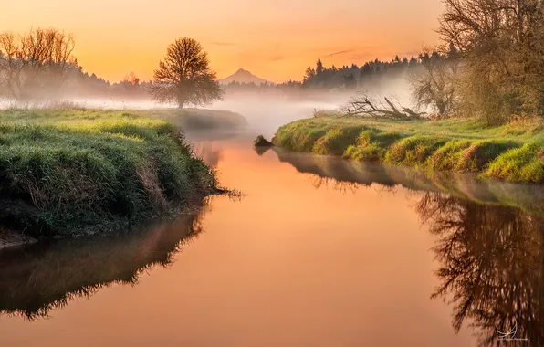 Autumn, forest, landscape, nature, fog, river