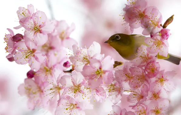 Picture spring, bird, flowering