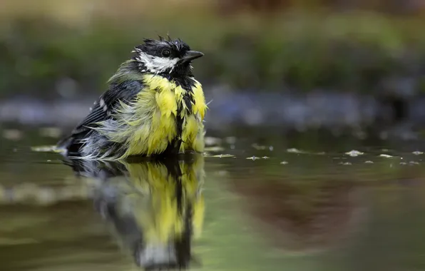 Nature, bird, puddle