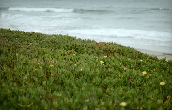 Picture wave, grass, shore