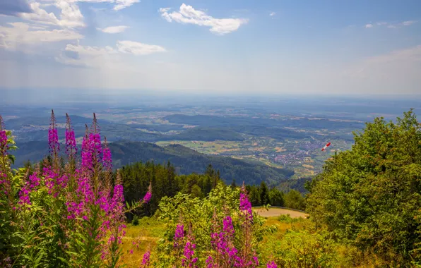 The sky, flowers, view, height, haze, Ivan-tea, the